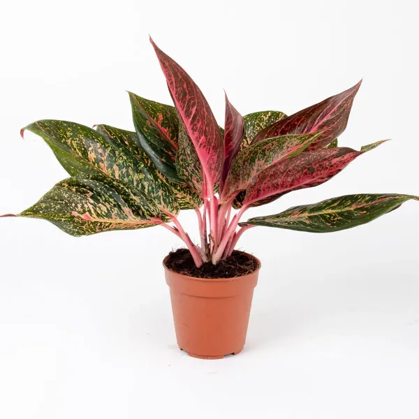 Red_Aglaonema_Air_Purifying_Indoor_Plant_-_Grafted_&_Perennial