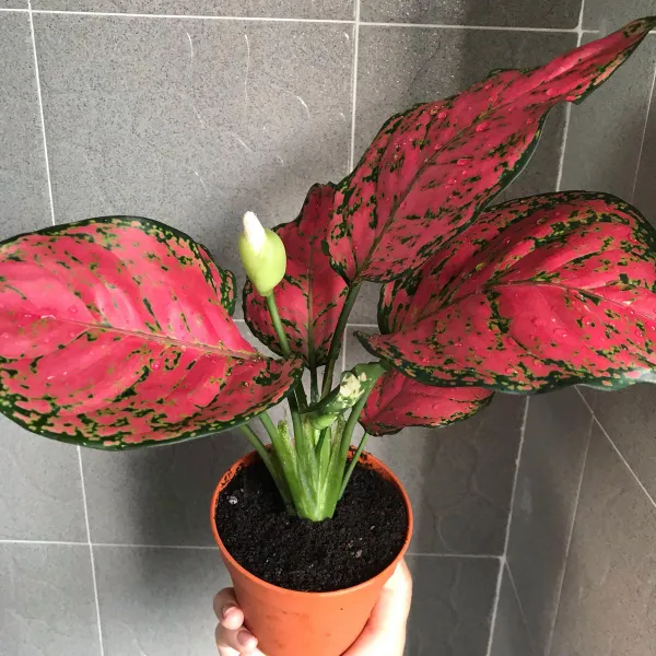 Red_Aglaonema_Air_Purifying_Indoor_Plant_-_Grafted_&_Perennial
