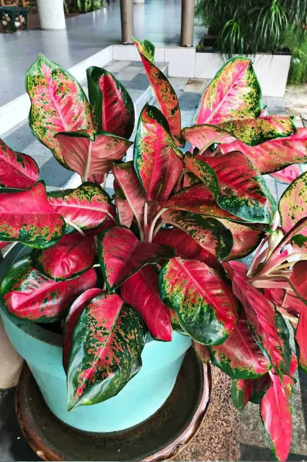 Red_Aglaonema_Air_Purifying_Indoor_Plant_-_Grafted_&_Perennial