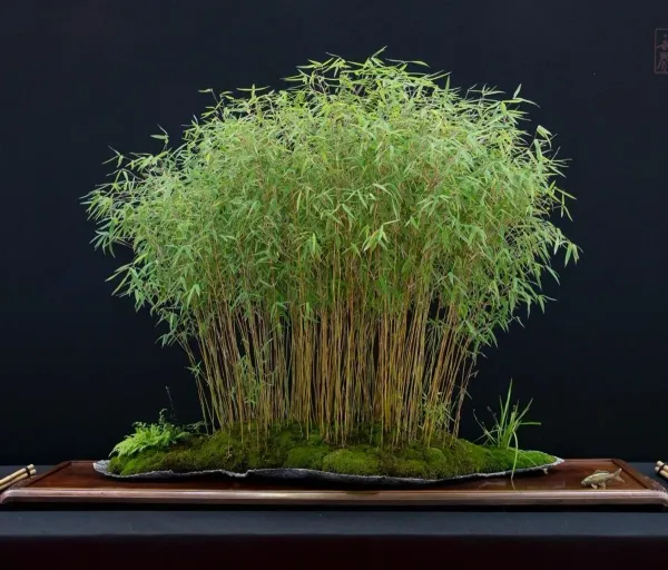 Green_Bamboo_Live_Air_Purifying_Plant_Indoor/Outdoor_Plant_-_Grafted_&_Perennial
