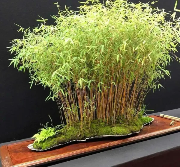 Green_Bamboo_Live_Air_Purifying_Plant_Indoor/Outdoor_Plant_-_Grafted_&_Perennial