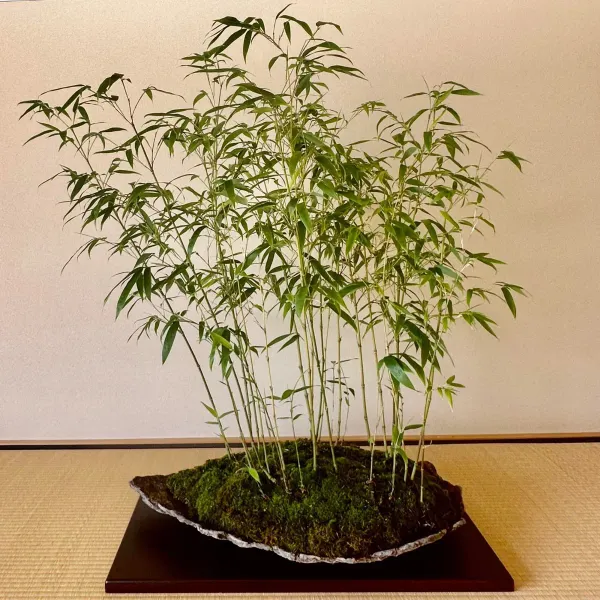 Green_Bamboo_Live_Air_Purifying_Plant_Indoor/Outdoor_Plant_-_Grafted_&_Perennial