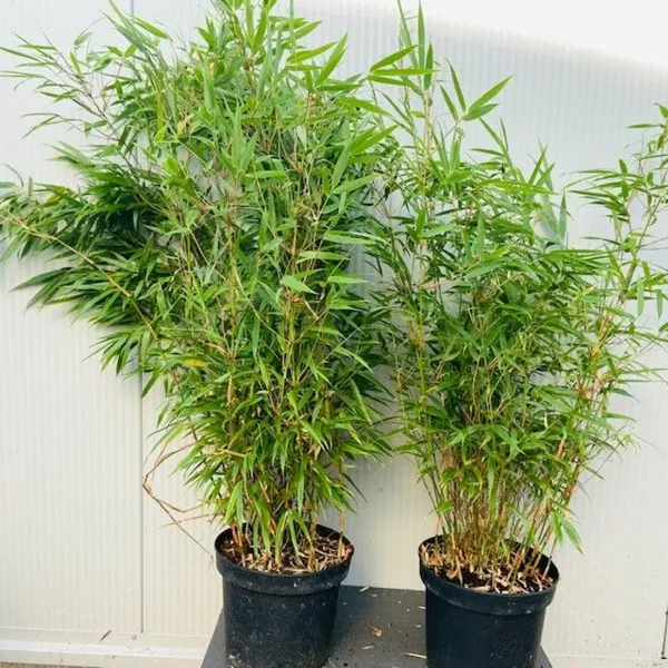 Green_Bamboo_Live_Air_Purifying_Plant_Indoor/Outdoor_Plant_-_Grafted_&_Perennial