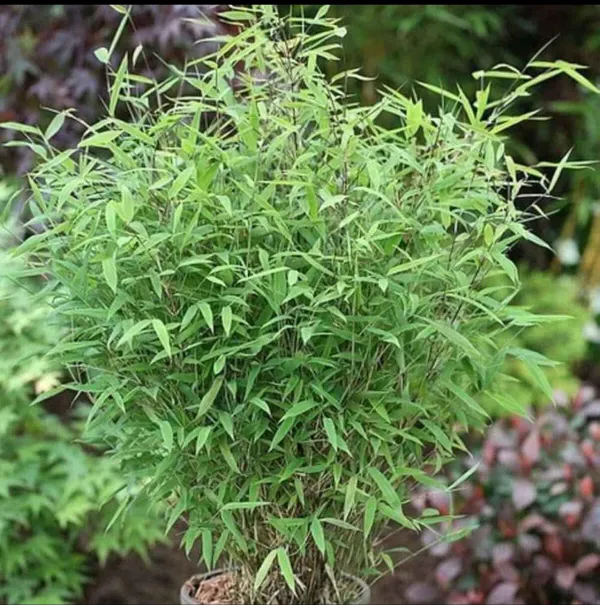 Green_Bamboo_Live_Air_Purifying_Plant_Indoor/Outdoor_Plant_-_Grafted_&_Perennial