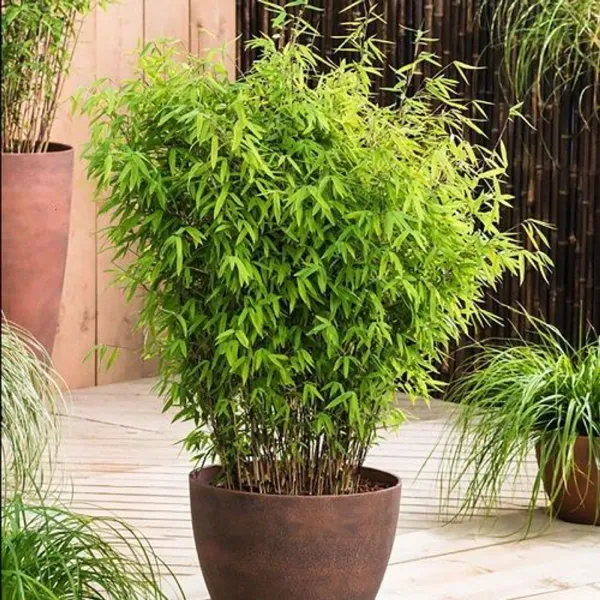 Green_Bamboo_Live_Air_Purifying_Plant_Indoor/Outdoor_Plant_-_Grafted_&_Perennial