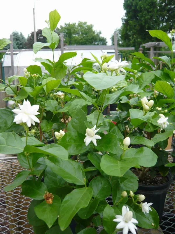White_Belflower_Plant_-_Grafted_&_Perennial