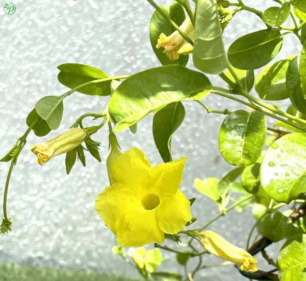 Yellow_Mandevilla_Plant_-_Grafted_&_Perennial