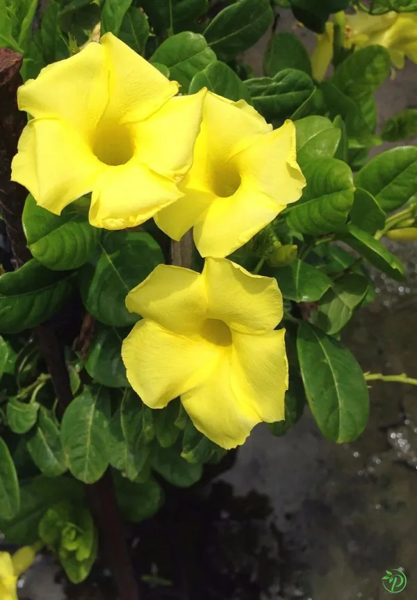 Yellow_Mandevilla_Plant_-_Grafted_&_Perennial