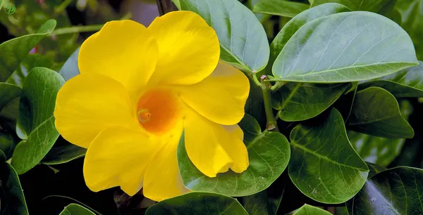 Yellow_Mandevilla_Plant_-_Grafted_&_Perennial