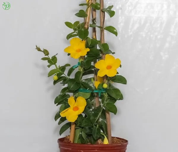 Yellow_Mandevilla_Plant_-_Grafted_&_Perennial