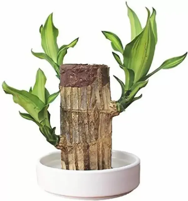Green_Brazilian_Lucky_Wood_Plant_-_Grafted_&_Perennial