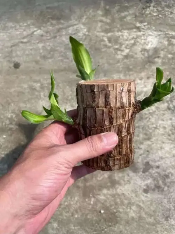 Green_Brazilian_Lucky_Wood_Plant_-_Grafted_&_Perennial