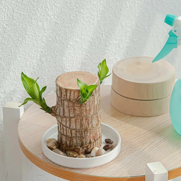 Green_Brazilian_Lucky_Wood_Plant_-_Grafted_&_Perennial