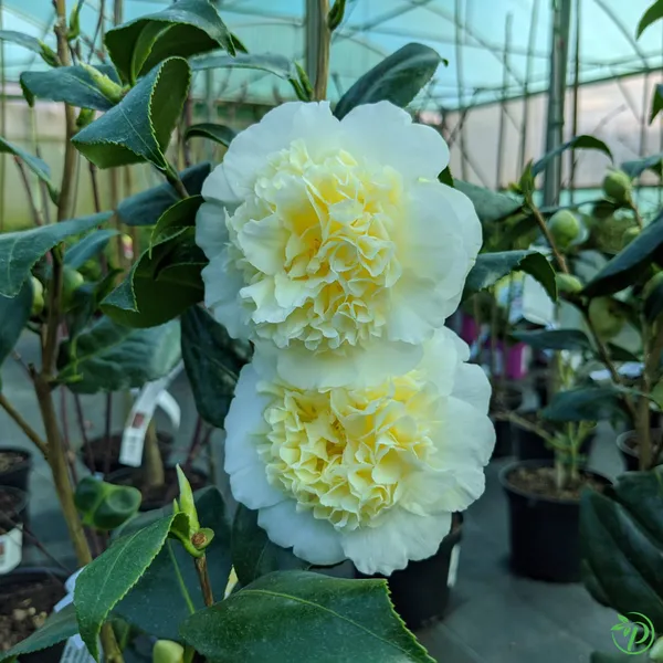 Yellow_Camellia_Plant_-_Grafted_&_Perennial