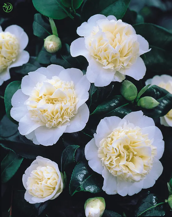 Yellow_Camellia_Plant_-_Grafted_&_Perennial
