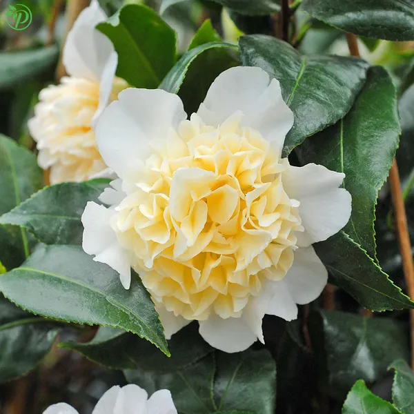 Yellow_Camellia_Plant_-_Grafted_&_Perennial