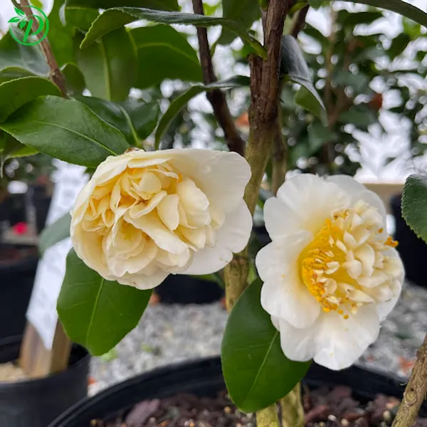 Yellow_Camellia_Plant_-_Grafted_&_Perennial