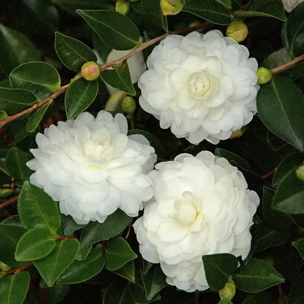 White_Camellia_Plant_-_Grafted_&_Perennial