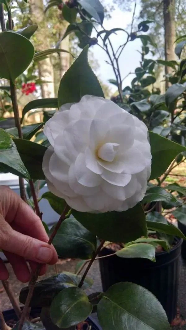 White_Camellia_Plant_-_Grafted_&_Perennial