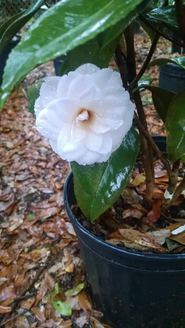 White_Camellia_Plant_-_Grafted_&_Perennial