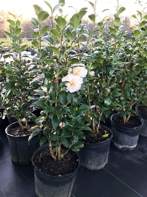 White_Camellia_Plant_-_Grafted_&_Perennial