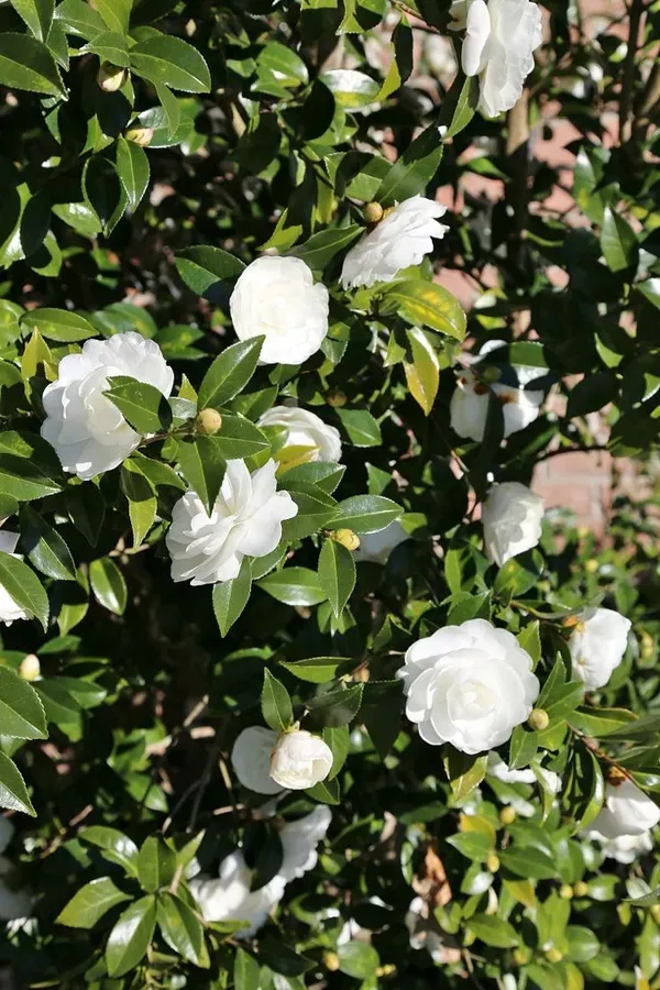 White_Camellia_Plant_-_Grafted_&_Perennial