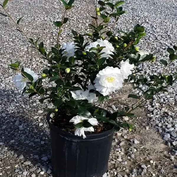 White_Camellia_Plant_-_Grafted_&_Perennial