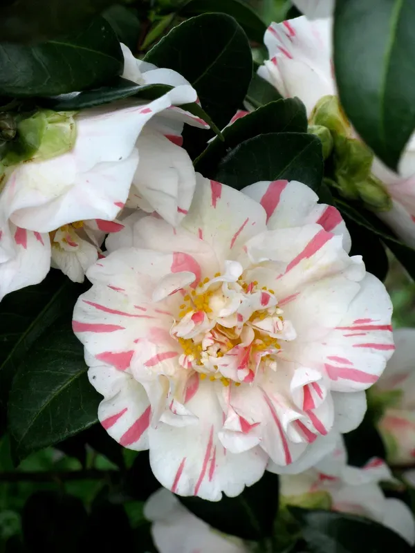 White_Camellia_Plant_-_Grafted_&_Perennial