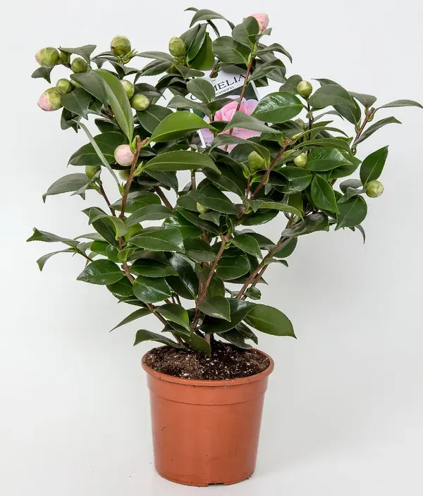 White_Camellia_Plant_-_Grafted_&_Perennial