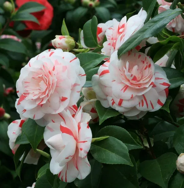 White_Camellia_Plant_-_Grafted_&_Perennial