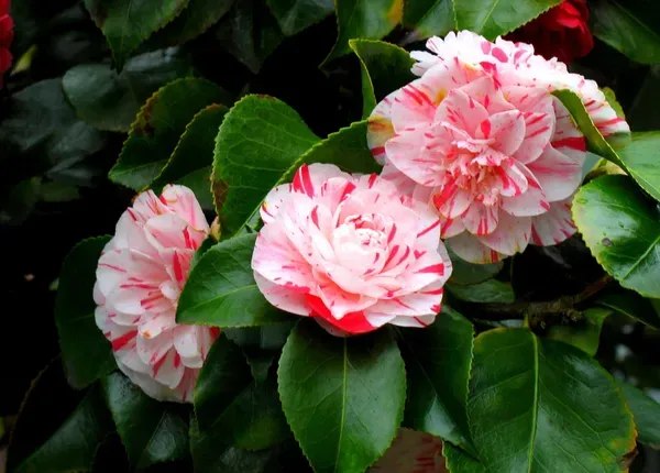 White_Camellia_Plant_-_Grafted_&_Perennial