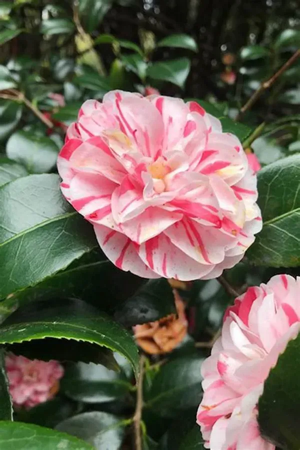 White_Camellia_Plant_-_Grafted_&_Perennial