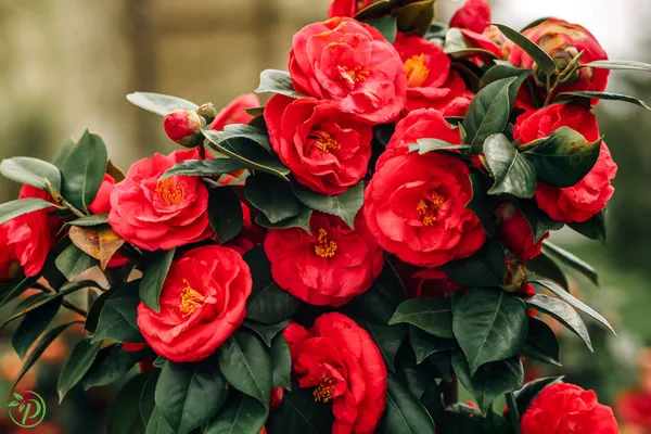Red_Camellia_Plant_-_Grafted_&_Perennial