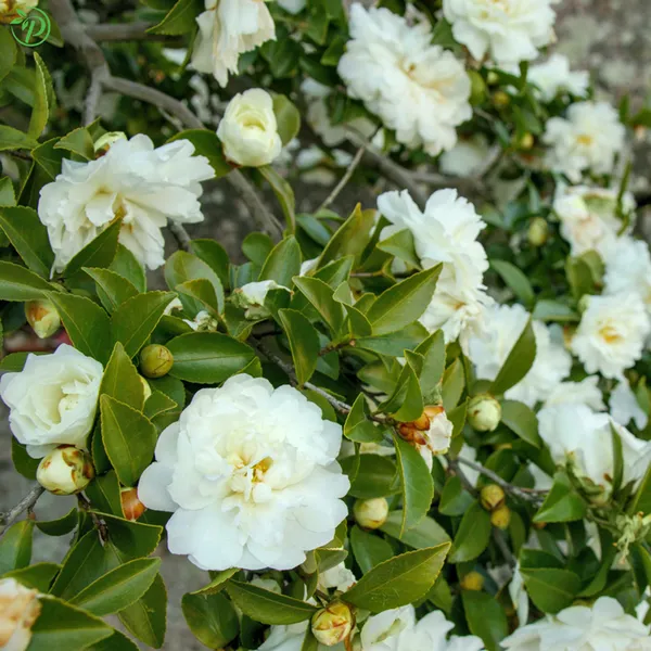 White_Camellia_Plant_-_Grafted_&_Perennial