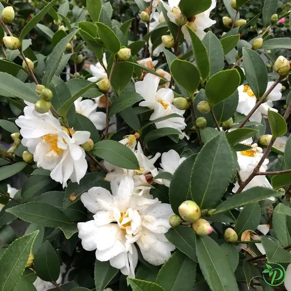 White_Camellia_Plant_-_Grafted_&_Perennial