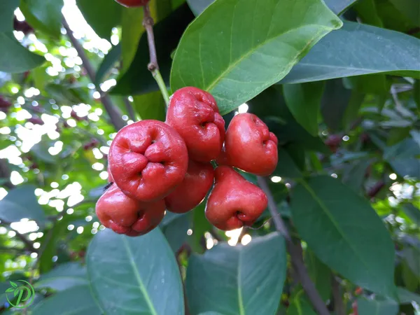 Red_Jamun_Plant_-_Grafted_&_Perennial