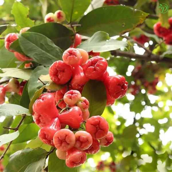 Red_Jamun_Plant_-_Grafted_&_Perennial