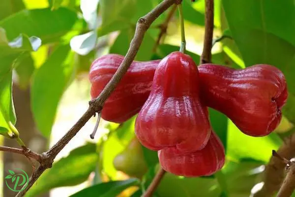 Red_Jamun_Plant_-_Grafted_&_Perennial