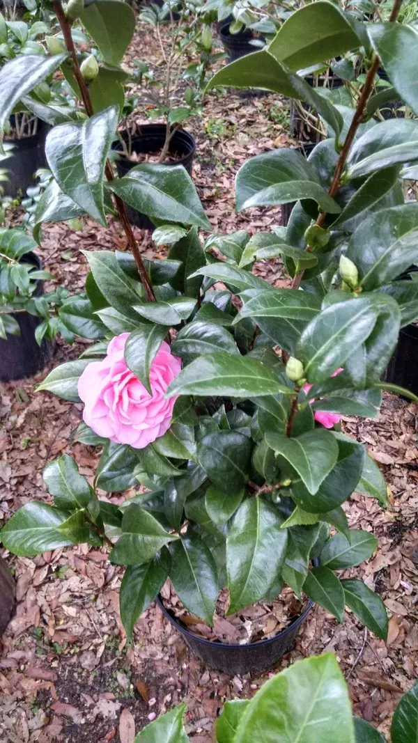 Light_Pink_Camellia_Plant_-_Grafted_&_Perennial