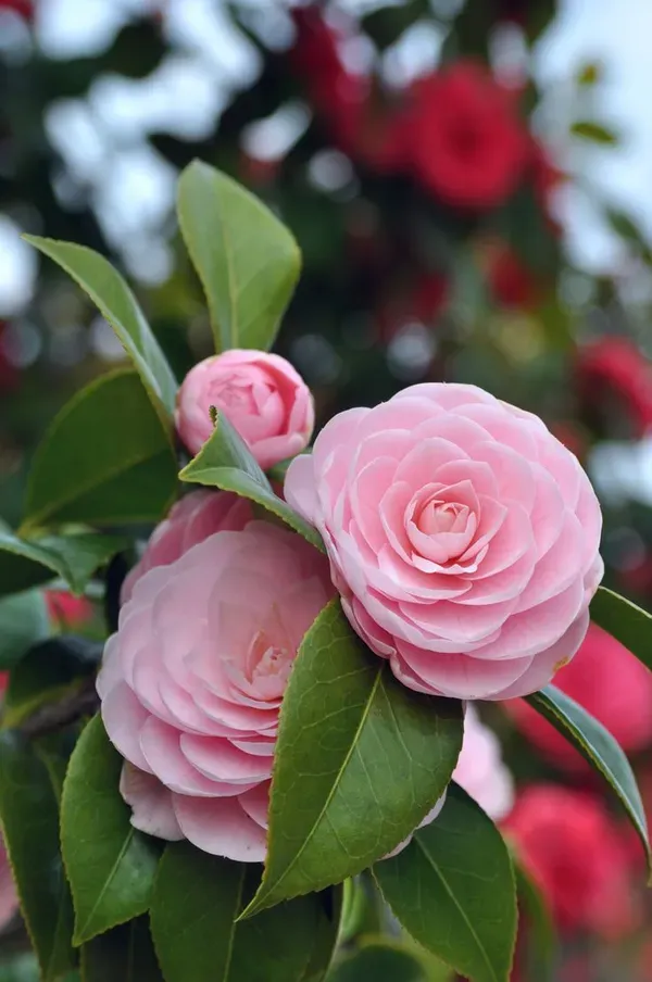 Light_Pink_Camellia_Plant_-_Grafted_&_Perennial