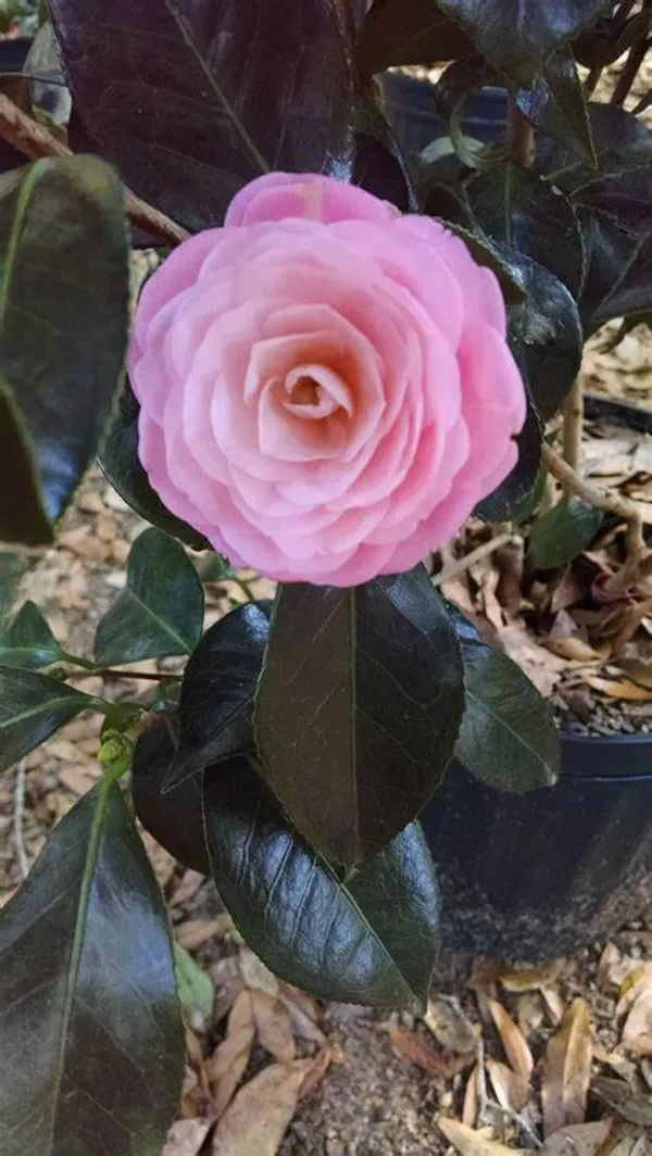 Light_Pink_Camellia_Plant_-_Grafted_&_Perennial