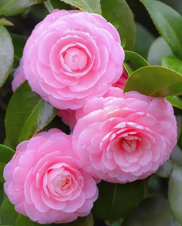 Light_Pink_Camellia_Plant_-_Grafted_&_Perennial