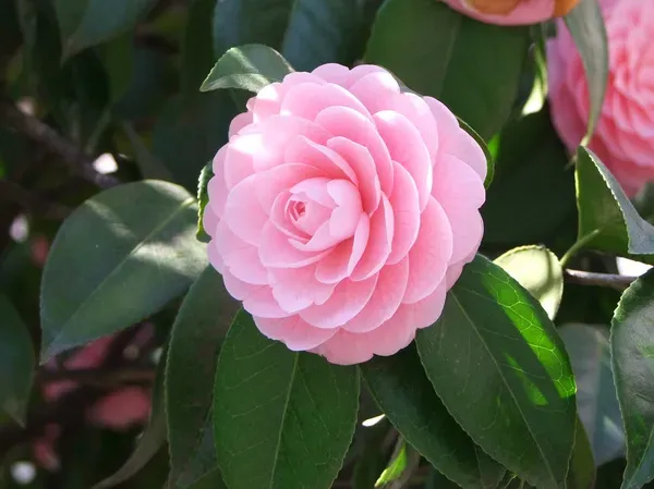 Light_Pink_Camellia_Plant_-_Grafted_&_Perennial