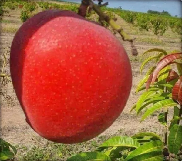 Miyazaki-_World's_most_expensive_mango_/_The_egg_of_Sun