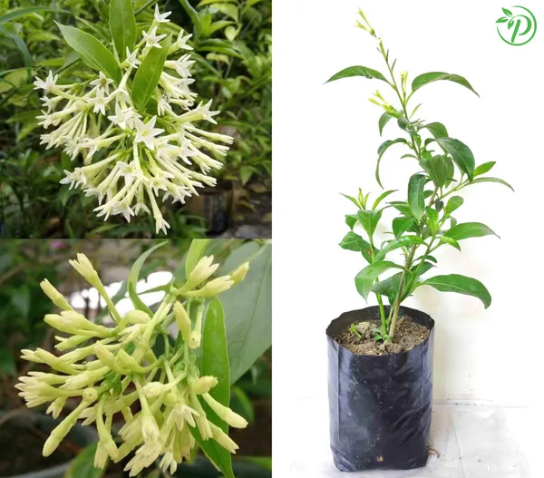 White_Hasnuhana_Plant_-_Grafted_&_Perennial