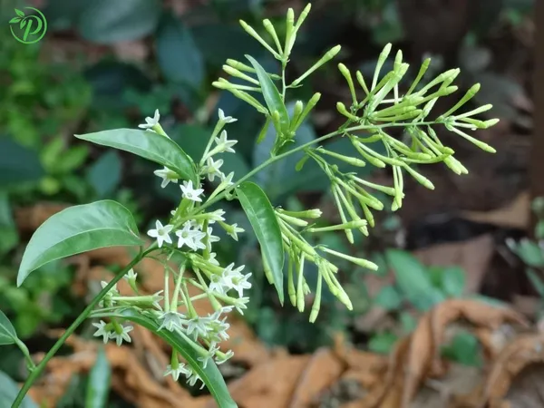 White_Hasnuhana_Plant_-_Grafted_&_Perennial