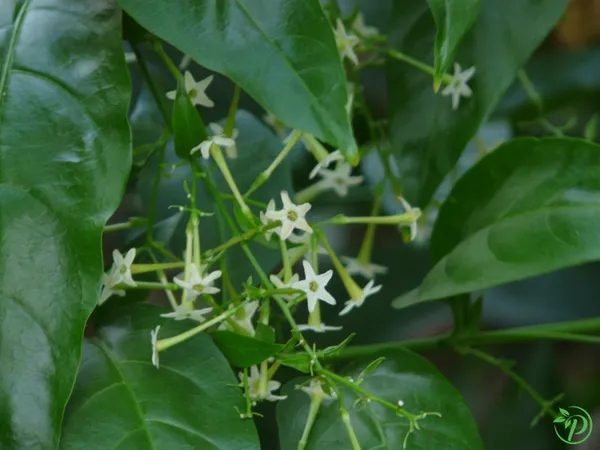 White_Hasnuhana_Plant_-_Grafted_&_Perennial
