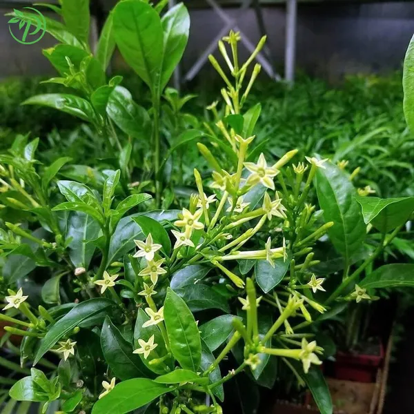 White_Hasnuhana_Plant_-_Grafted_&_Perennial