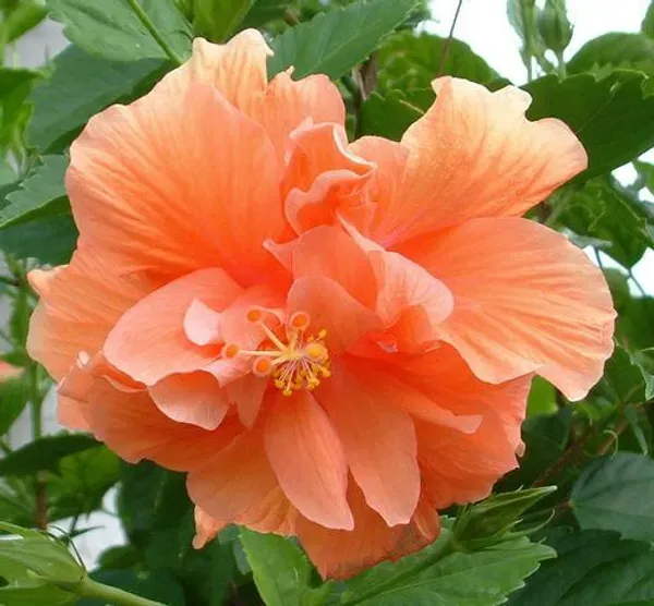 Orange_Hibiscus_Plant_-_Grafted_&_Perennial