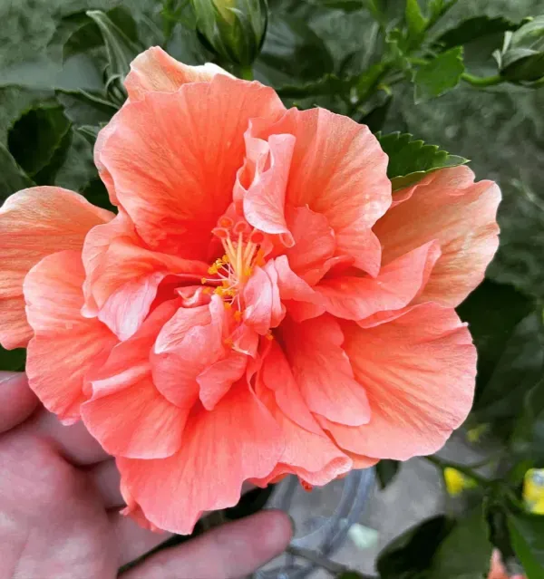 Orange_Hibiscus_Plant_-_Grafted_&_Perennial